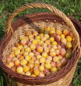 Fêtes de la Mirabelle